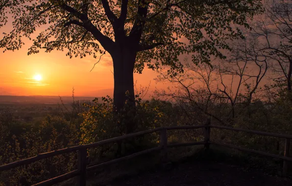 The sky, the sun, trees, branches, dawn, the fence, Germany, the bushes