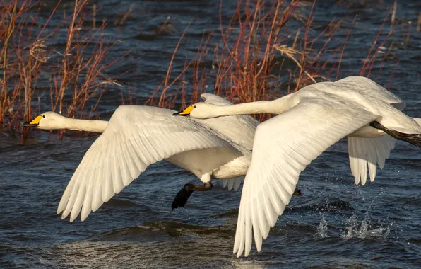 Flight, birds, lake, wings, pair, white, swans, two