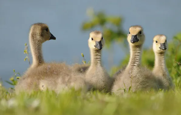 Chicks, geese, the goslings