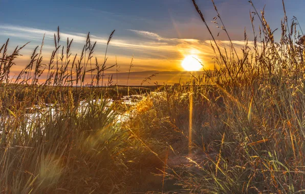 Picture field, the sun, rays, ears