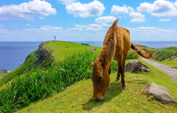 Horse, horse, grazing