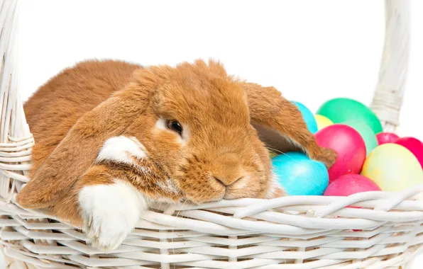 Basket, rabbit, Easter, happy, rabbit, spring, Easter, eggs