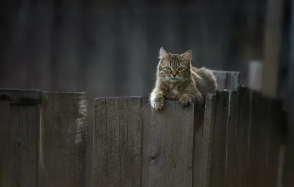 Cat, cat, look, the fence, cat