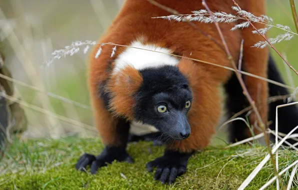 Picture look, face, nature, pose, paws, stem, lemur, red