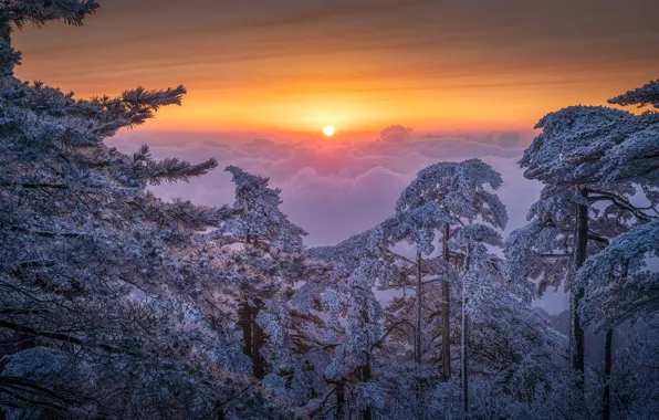Winter, frost, forest, the sun, snow, trees, dawn, frost