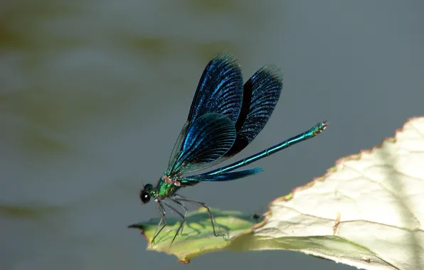 Picture WINGS, INSECT, PAINTING, DRAGONFLY