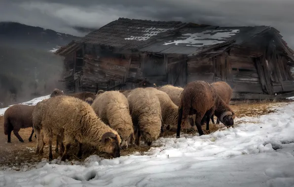 Winter, nature, sheep