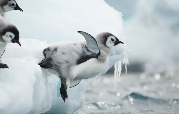 Winter, water, snow, birds, pose, jump, shore, ice
