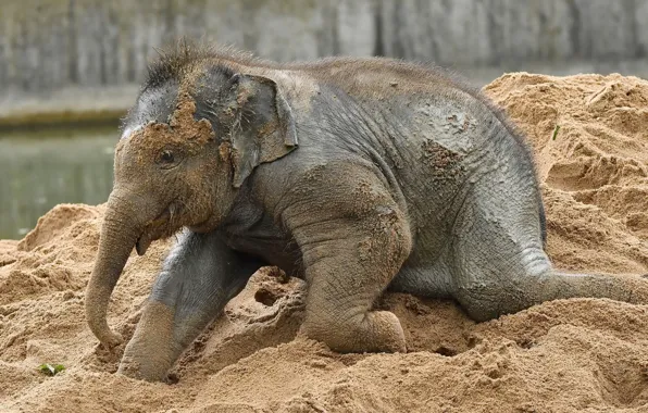Picture sand, the game, elephant, baby