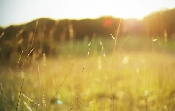 Field, summer, grass, the sun, macro, light, nature, heat