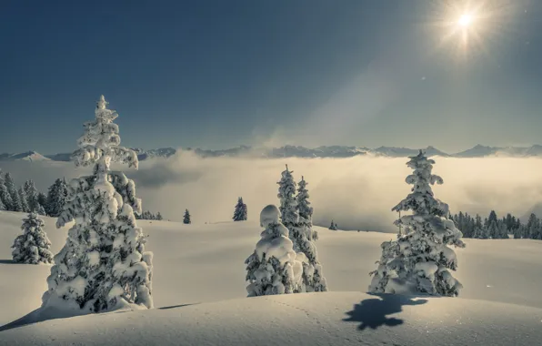 Winter, forest, the sky, the sun, snow, mountains, fog, ate