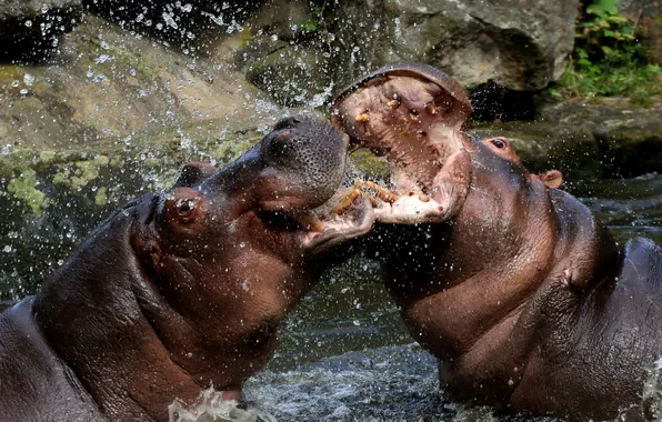 Water, squirt, hippos