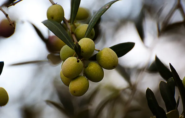 Leaves, branches, plant, fruit, olives