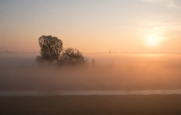 Field, fog, morning