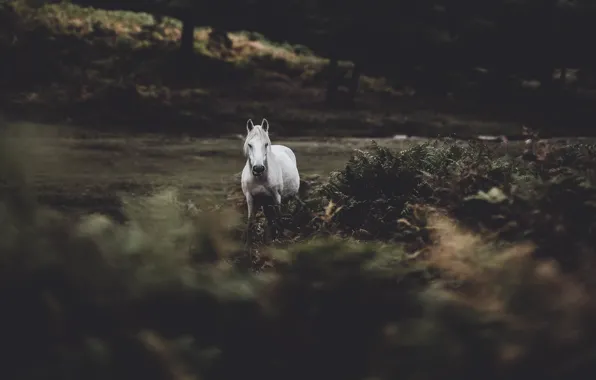 Forest, white, nature, the dark background, horse, horse, fern