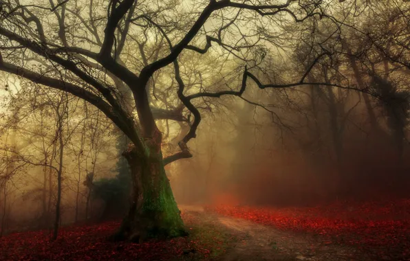 Picture road, autumn, forest, fog