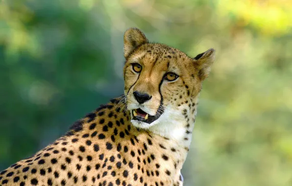 Look, face, nature, pose, portrait, mouth, Cheetah, fangs