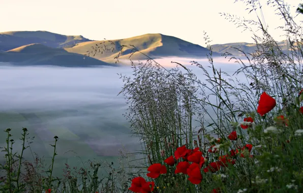 The sky, grass, flowers, mountains, fog, field, Maki, valley