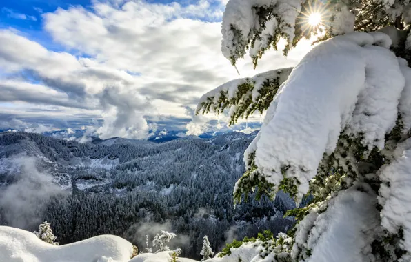 Winter, forest, clouds, snow, mountains, spruce, panorama, Washington