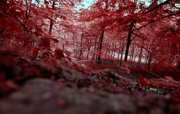 Autumn, forest, trees, red, view