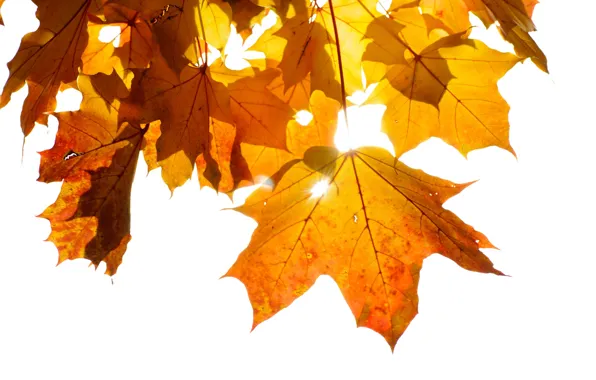 Autumn, leaves, maple