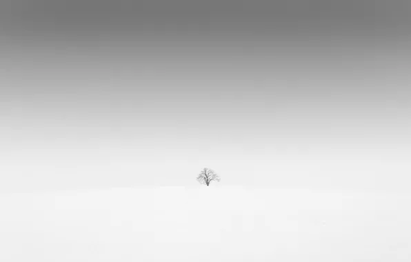 Picture field, tree, minimalism