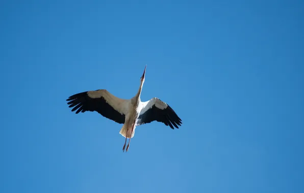 The sky, bird, stork