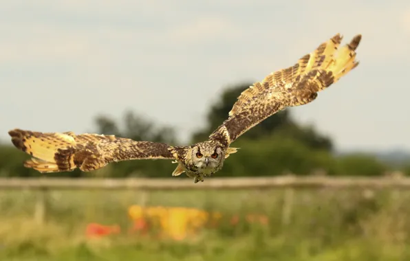 Picture flight, owl, bird, wings, Priroda