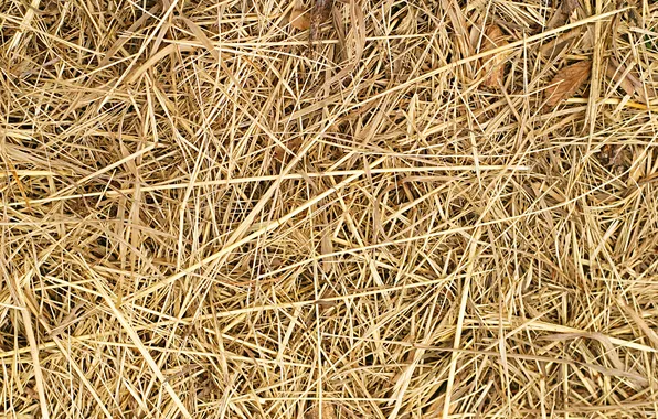 Texture, hay, dry grass, hay wallpaper, hay texture, hay texture