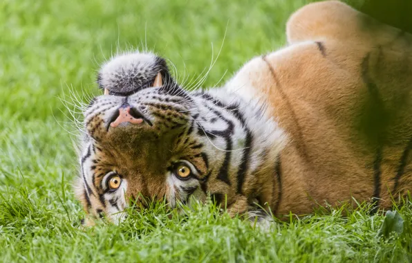 Cat, grass, face, tiger, ©Tambako The Jaguar