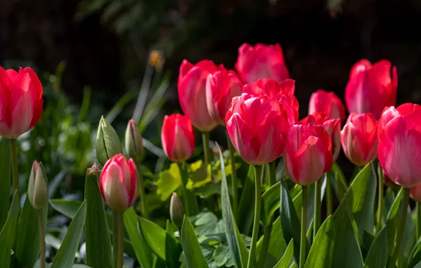 Picture red, the dark background, spring, tulips, pink, flowerbed
