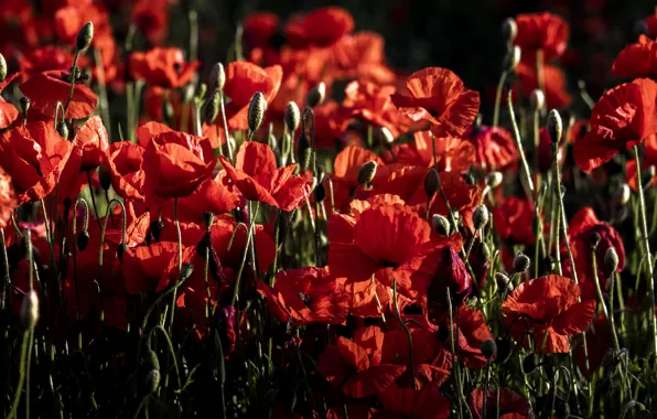 Light, flowers, the dark background, bright, Maki, red, bokeh, poppy field