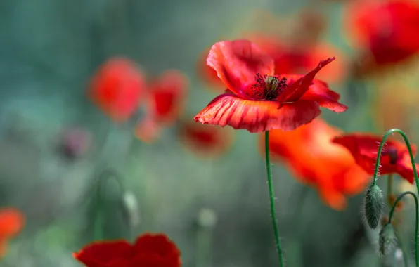 Summer, light, flowers, Mac, Maki, blur, red, buds