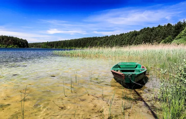 Picture forest, trees, lake, the reeds, boat, Poland, Sunny, Kotel Lake