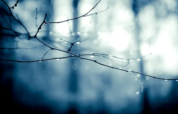 Drops, macro, branches, nature, photo, background, Wallpaper, plant