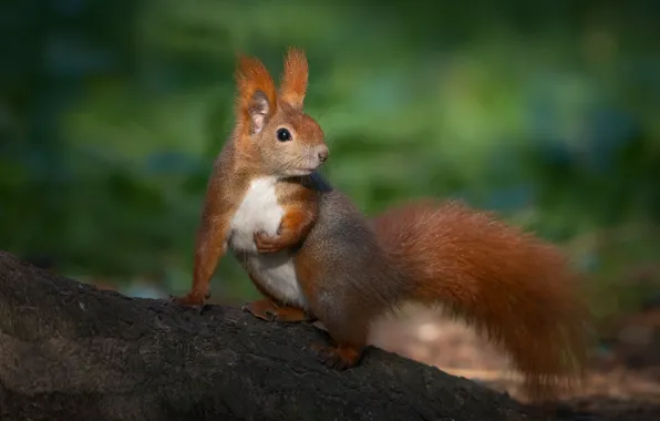 Protein, tail, red, bokeh