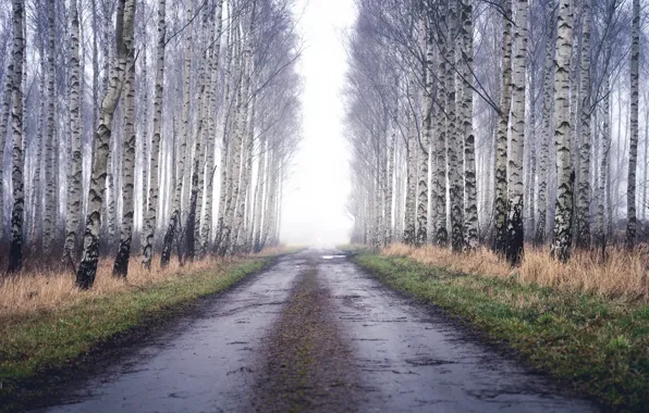 Road, fog, birch