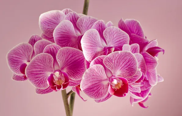 Flowers, background, orchids, pink Orchid