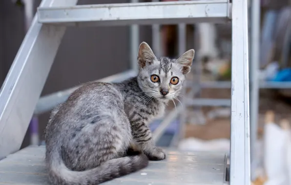 Cat, look, background