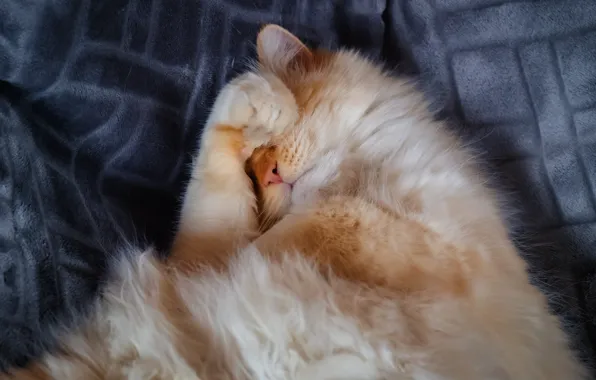Cat, cat, pose, sleep, legs, wool, blanket, red
