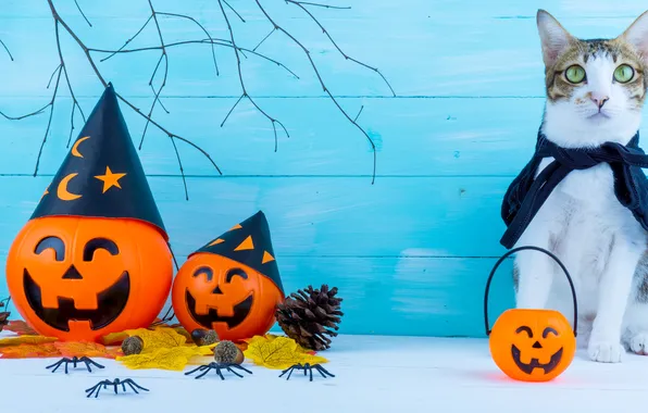 Cat, cat, look, pose, pumpkin, Halloween, Halloween, face
