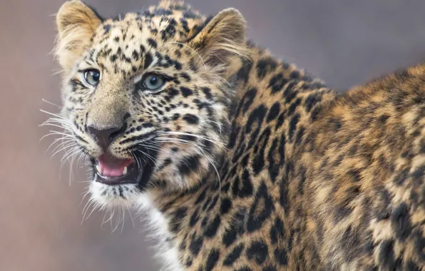 Picture look, Leopard, wild cat