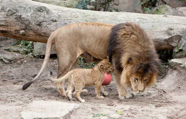Cat, Leo, mane, cub, lions, lion