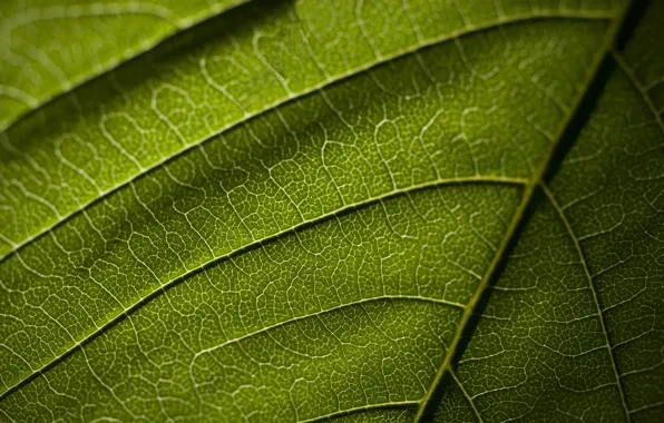 Picture macro, sheet, texture, veins