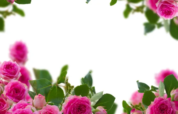 Photo, Flowers, Pink, Roses, Closeup