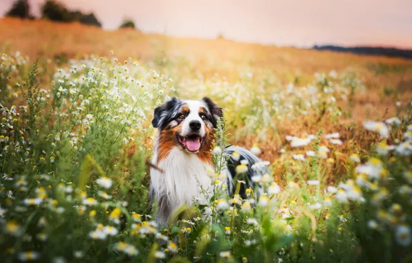 Look, nature, each, dog
