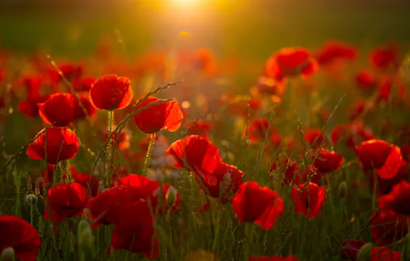 Picture summer, flowers, Maki