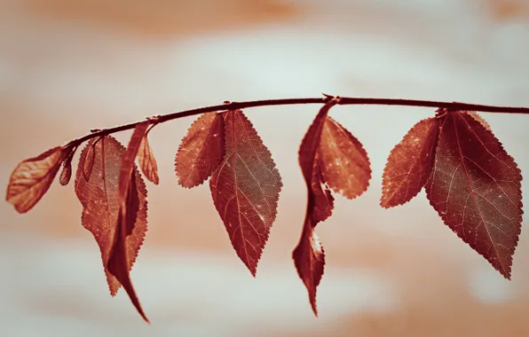 Picture autumn, leaves, branches, the crimson