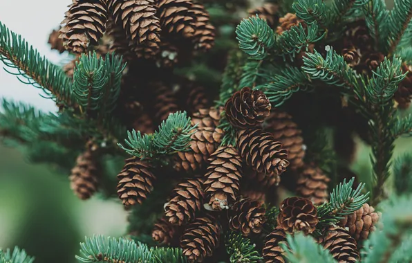 Branches, nature, needles, bumps, a lot, coniferous, bokeh