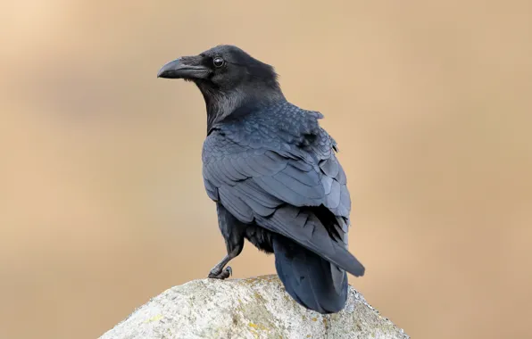 Feathers, beak, Raven